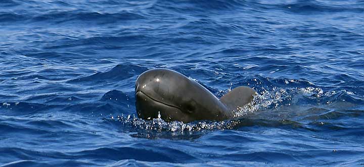 whale and dolphin GPS mapping project on Costa Adeje Tenerife