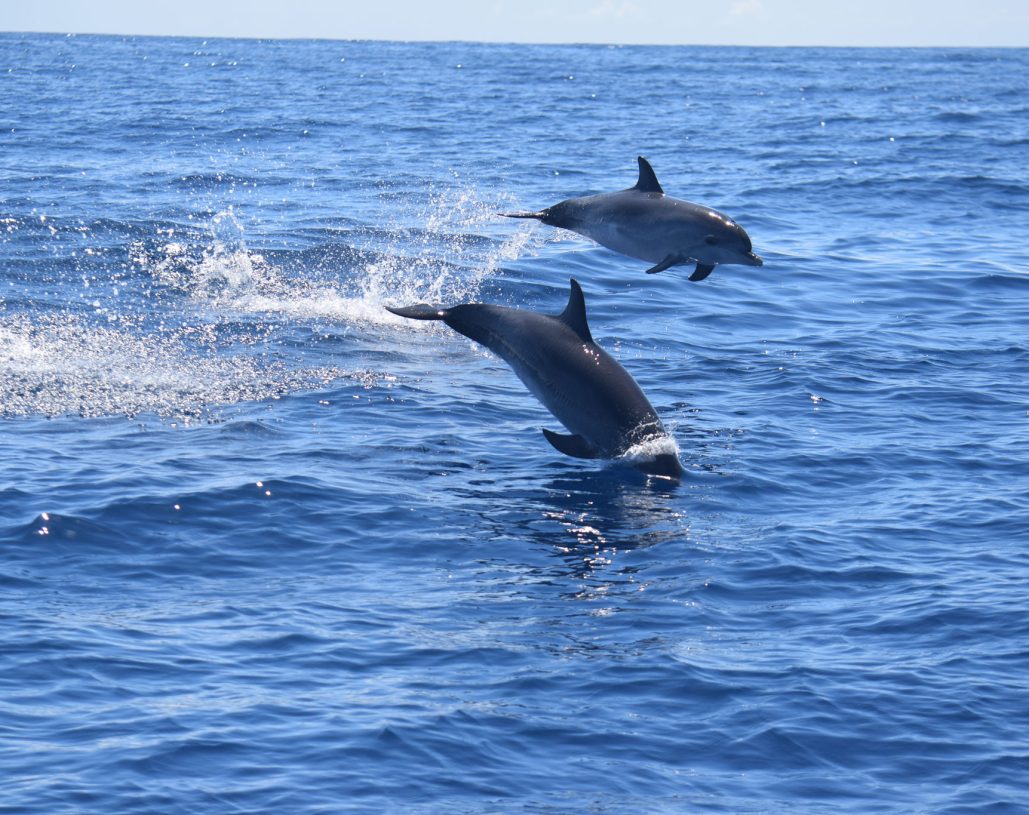 Whale Watching Tenerife