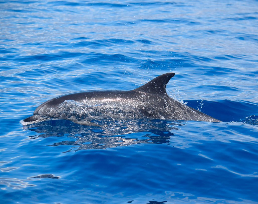 Whale Watch Tenerife - Whale and dolphin watching tour specialists ...