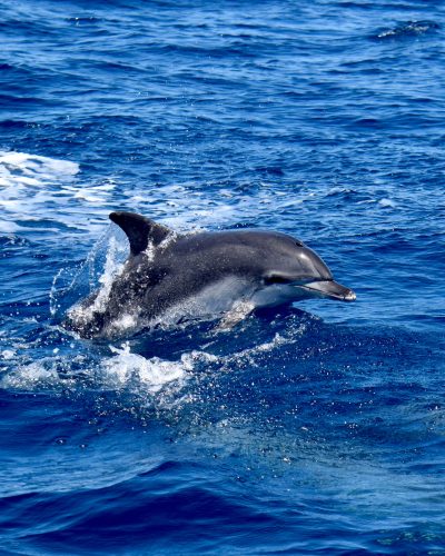 Atlantic Spotted Dolphins in Tenerife