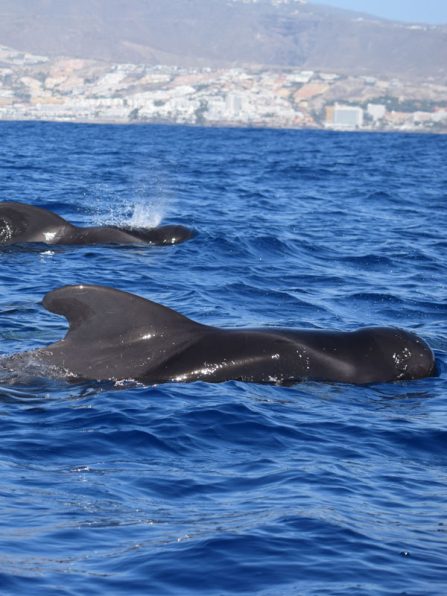 Whale Watching Tenerife