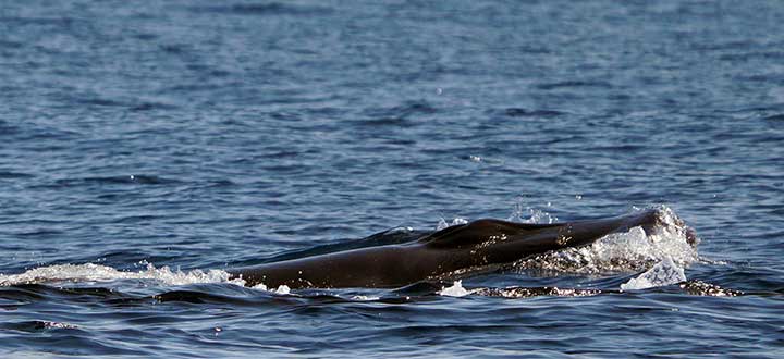 Sightings of Fin whales along Costa Adeje, Tenerife on whale and dolphin watching tours.
