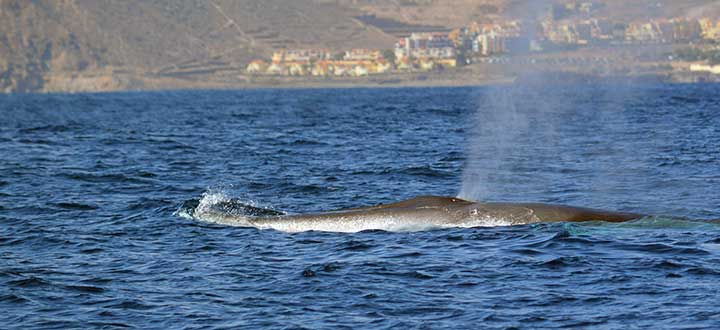 Information on the Fin whales we see on our Tenerife whale and dolphin watching eco-adventures in Tenerife.