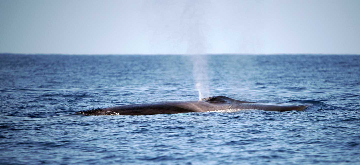 Fin whales are the second most common species of baleen whale seen along Costa Adeje in Tenerife.