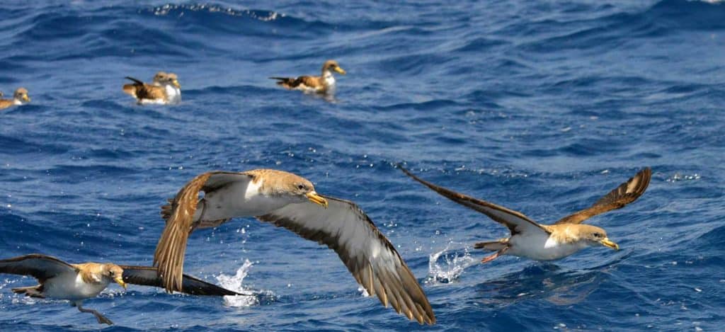 The most common species of marine birds seen on our whale and dolphin watching tours in Tenerife.