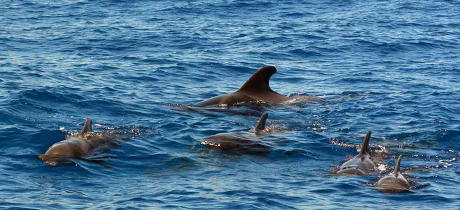how do we guarantee whale or dolphin sightings on our tours