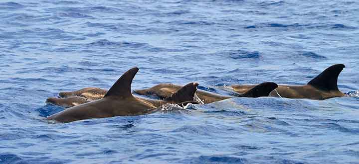 Rough toothed dolphins are infrequently seen along Costa Adeje Tenerife