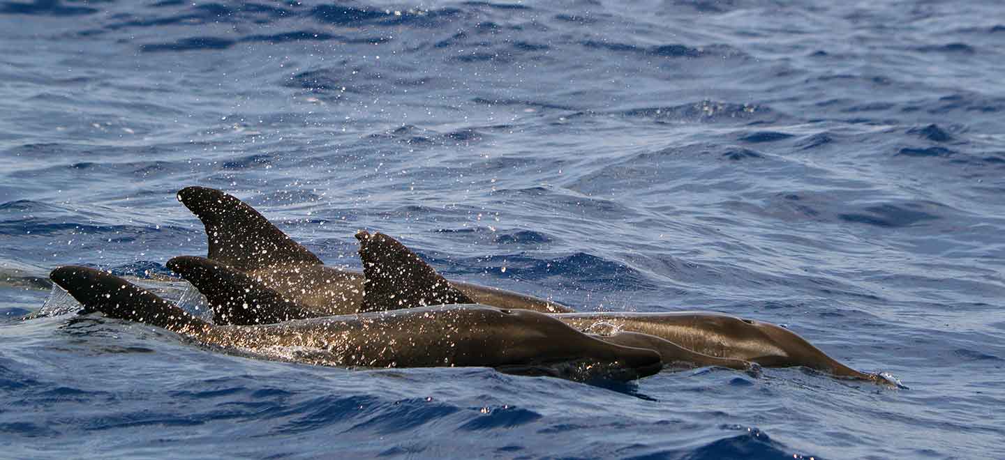 In Tenerife the Rough-toothed dolphin is a rarely seen visitor.