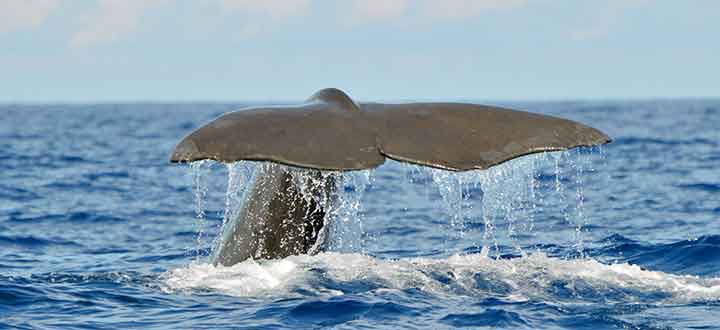 sightings of Sperm whales on Costa Adeje whale watching tours