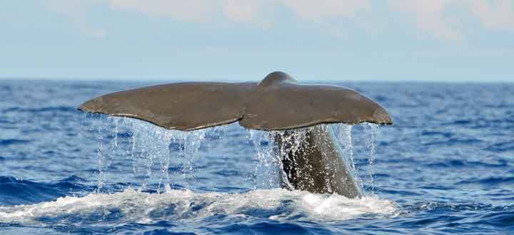 there is a resident population of Sperm whales in Tenerife