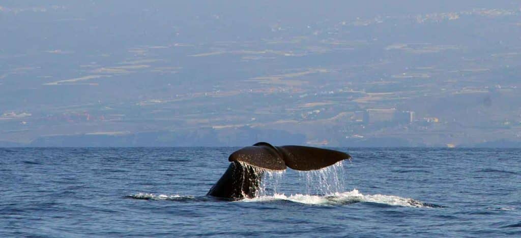 Sperm whales in Tenerife