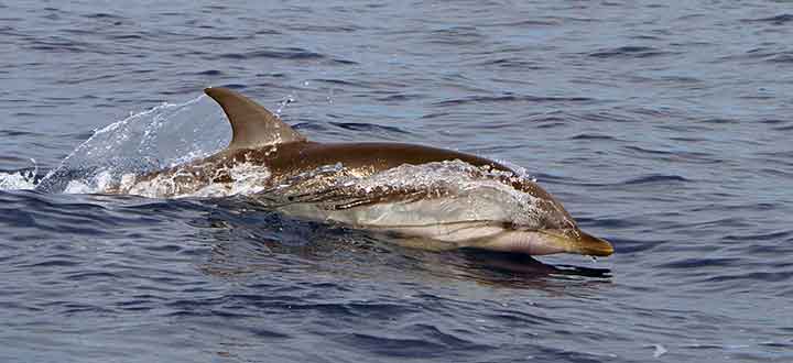 occasional visitors to the Costa Adeje in Tenerife are the Striped dolphins
