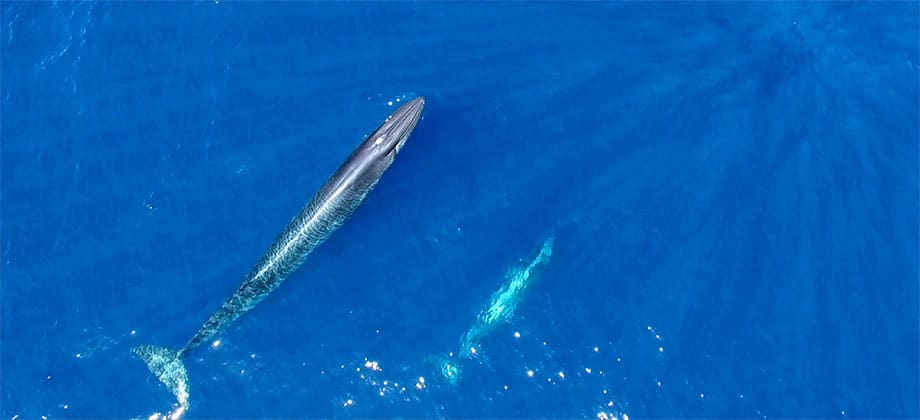 Mejor temporada para ver ballenas en Tenerife