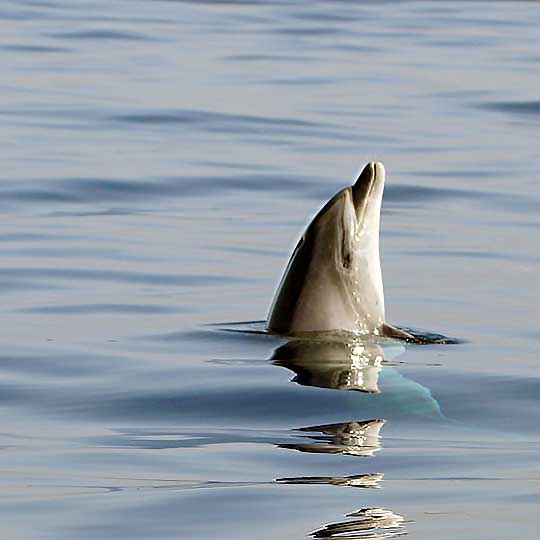 resident bottlenose dolphins on Costa Adeje