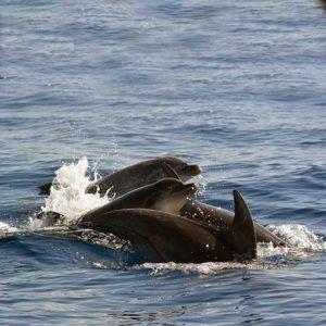 Pod of Bottlenose dolphins in Costa Adeje