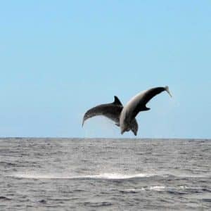 double flip by two Bottlenose dolphins