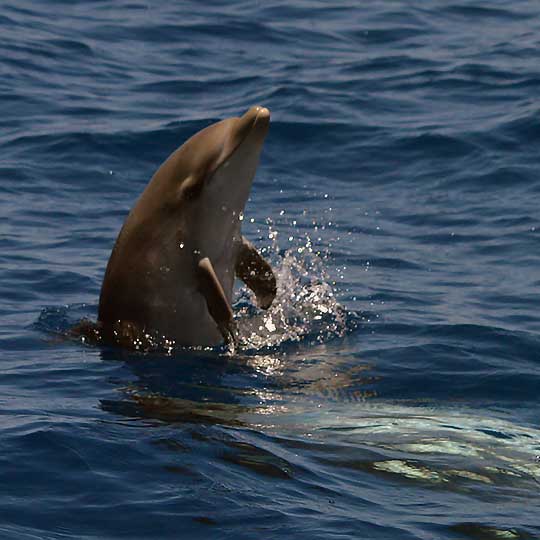 Spy hop by juvenile bottlenose dolphin