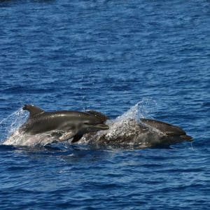 Bottlenose dolphin pod porpoising along Costa Adeje Tenerife