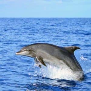 Bottlenose dolphins are the largest of the beaked dolphins
