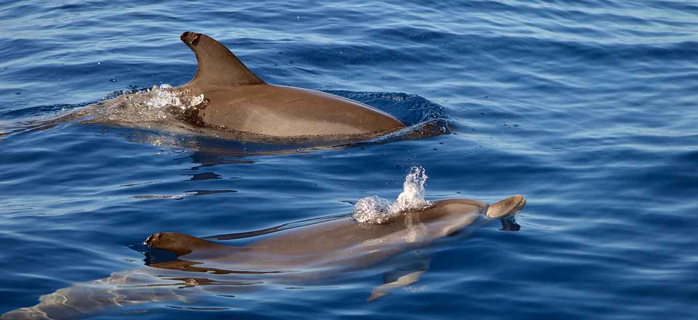 whale and dolphin watching tours Costa Adeje Tenerife