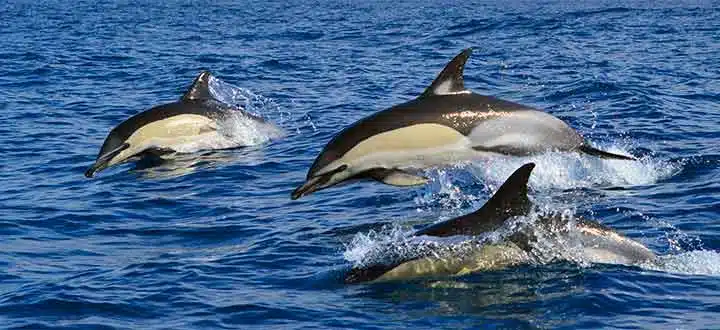 dolphin cruise tenerife
