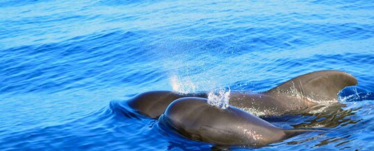 Curiosities short-finned pilot whales in Tenerife
