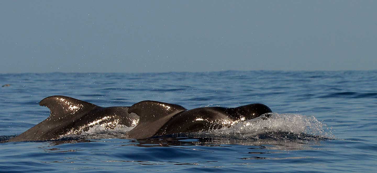 Some of our favourite photos from our whale and dolphin watching tours from Puerto Colon, Costa Adeje, Tenerife
