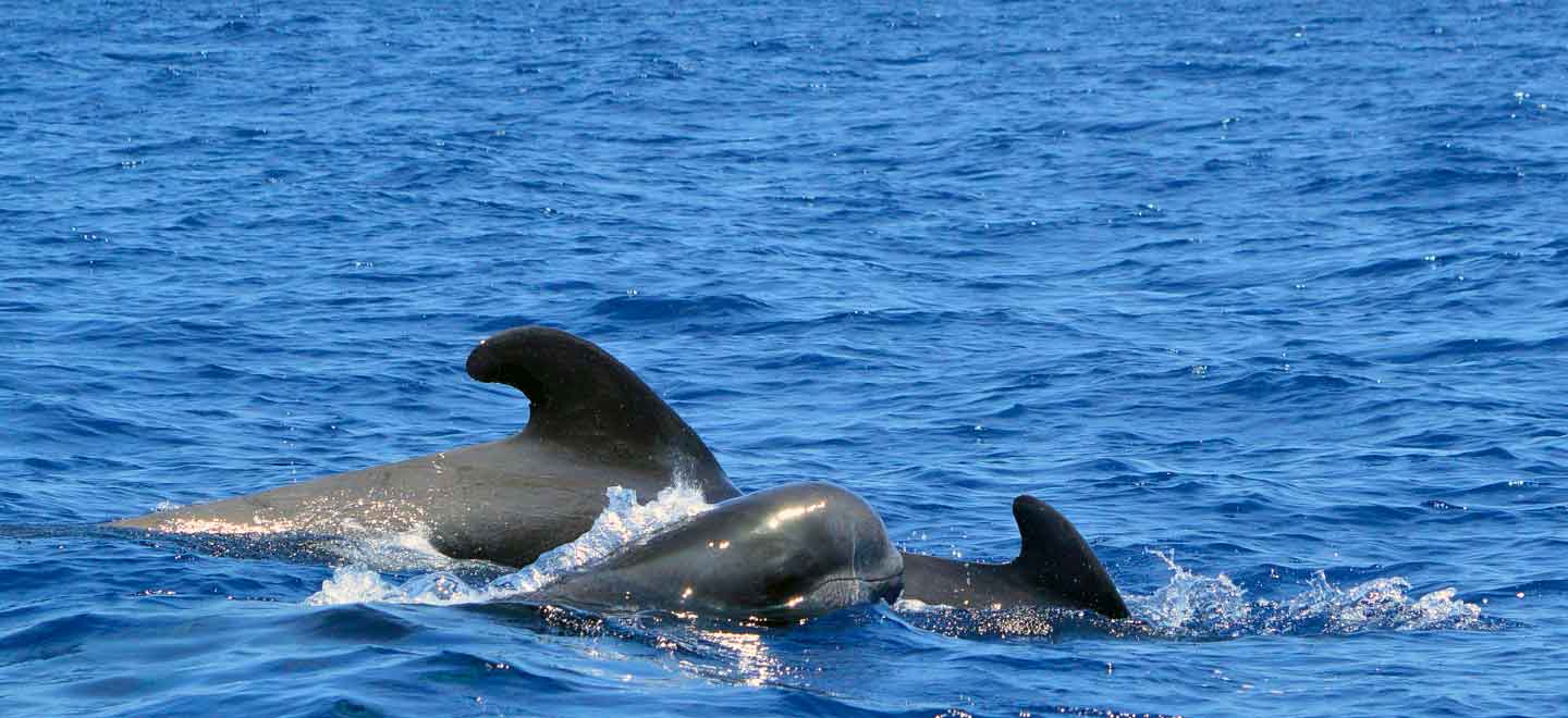 species of whales and dolphins we see on Tenerife whale watching tours